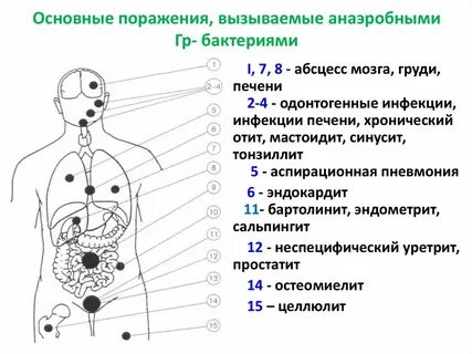Условно патогенные анаэробные микроорганизмы у мужчин