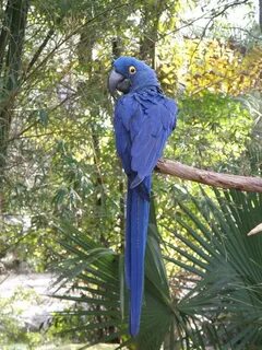 Macaws doors