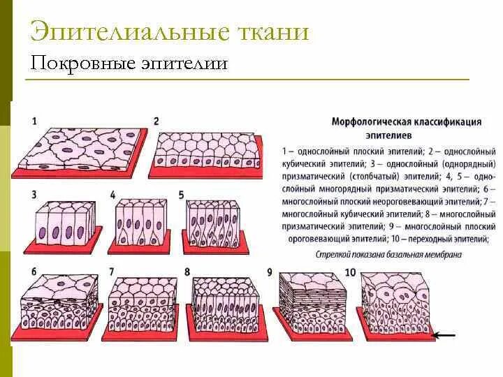 Эпителиальное строение функции. Покровный многослойный эпителий строение. Строение эпителиальной ткани покровный эпителий. Покровный многослойный эпителий функции. Покровный однослойный эпителий строение.