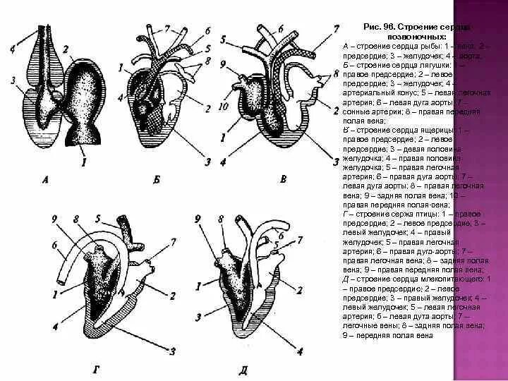 Схема строения сердца рыб. Земноводные схема строения сердца. Схема строения сердца лягушки нарисовать. Строение сердца рыбы рисунок. Сердце птиц состоит из камер