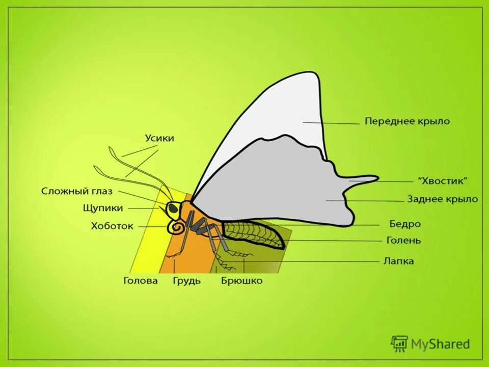 Строение моли. Строение бабочки. Чешуекрылые строение. Внутреннее строение чешуекрылых. Части тела бабочки.