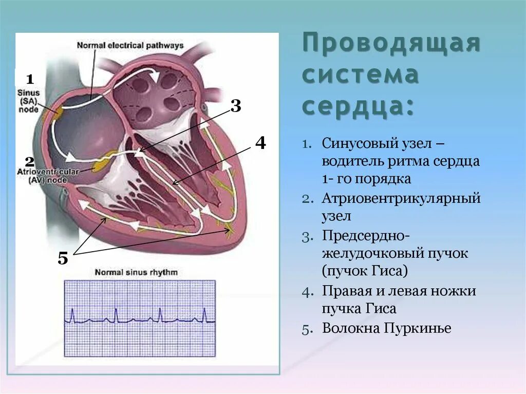 Пучок пуркинье. Проводящая система сердца синусно предсердный узел. В проводящей системе сердца главный водитель ритма. Строение сердца синусовый узел. Узлы проводящей системы сердца.