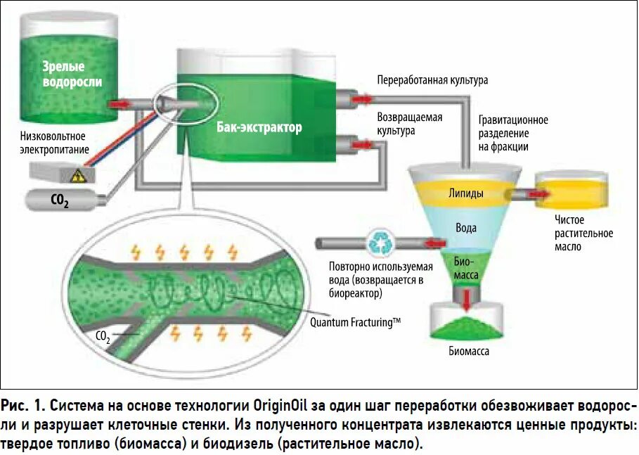 Схема технологического производства биодизеля из водорослей. Биодизель из водорослей схема. Схема производства биодизеля. Биодизель из водорослей схема производства.