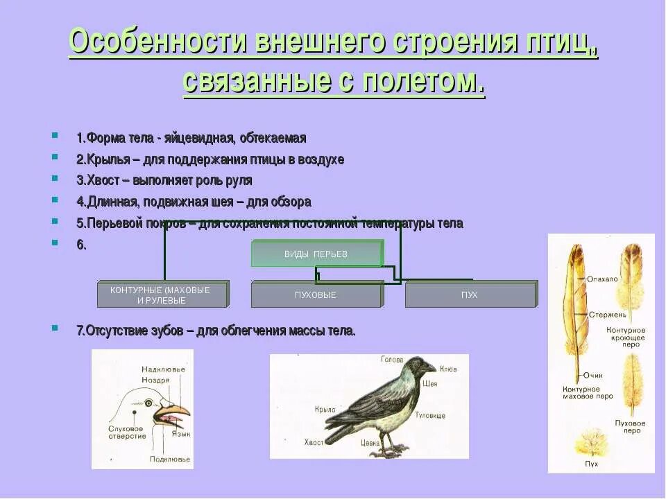 Внешнее строение птиц кратко. Особенности внешнего и внутреннего строения птиц. особенности внешнего и внутреннего строения птиц 7 класс биология. особенности внешнего и внутреннего строения птиц 7 класс. особенности внутреннего строения птиц связанные с полетом 7 класс.