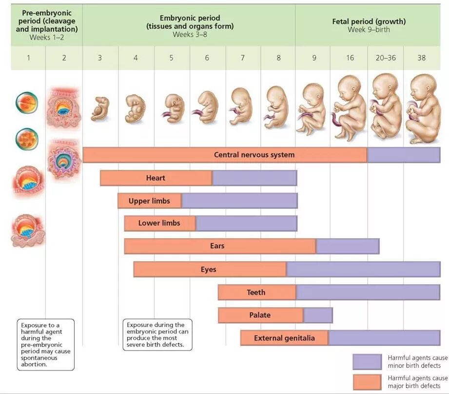 Periods of Human Development. Prenatal period. Age periods