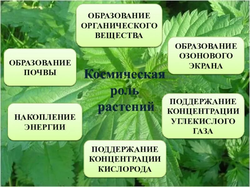 Тест по теме фотосинтез 6 класс биология. Космическая роль растений. Космическая роль зеленых растений. Космическая роль растений на земле. Космическая роль зелёных растений заключается.