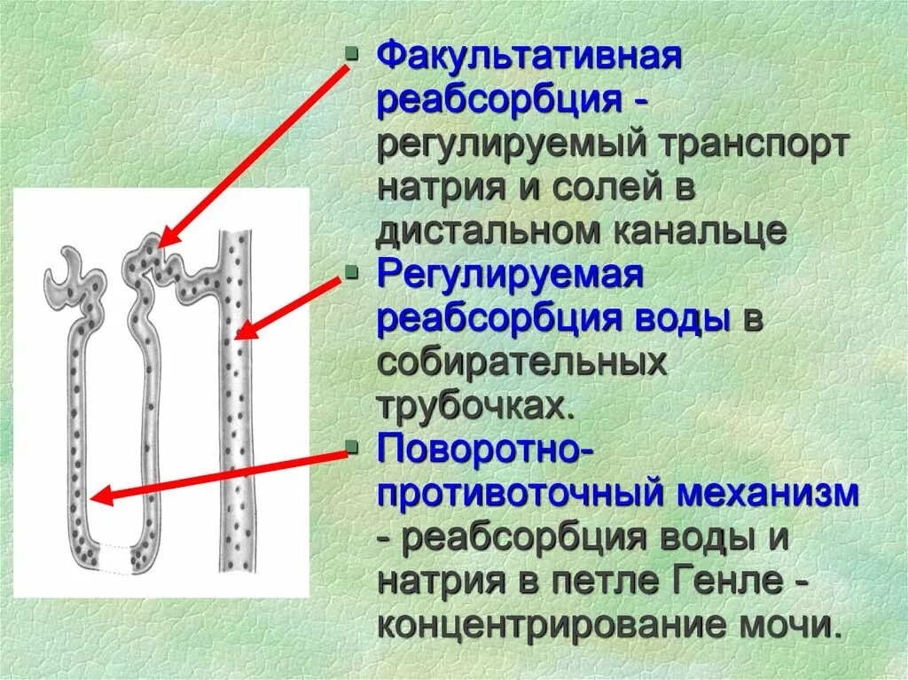 Реабсорбция фосфатов в почках. Петля Генле механизм. Механизм облигатной реабсорбции. Механизм реабсорбции в почках физиология.