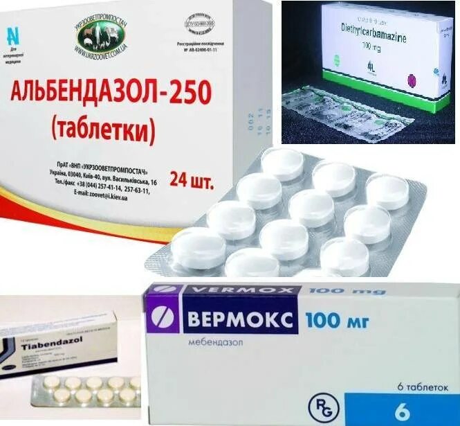 Токсокароз диспансерное наблюдение. Токсокароз лечение у взрослых схема лечения. Токсокароз лечение схема. Последствия токсокароза. Препараты от токсокары.