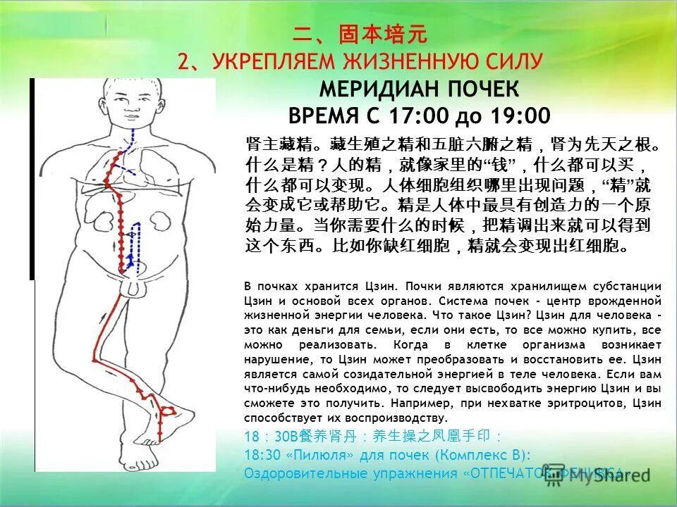 Меридиан почек. Почки Акупрессура точки. Меридиан мочевого пузыря. Меридиан мочевого пузыря в китайской медицине.