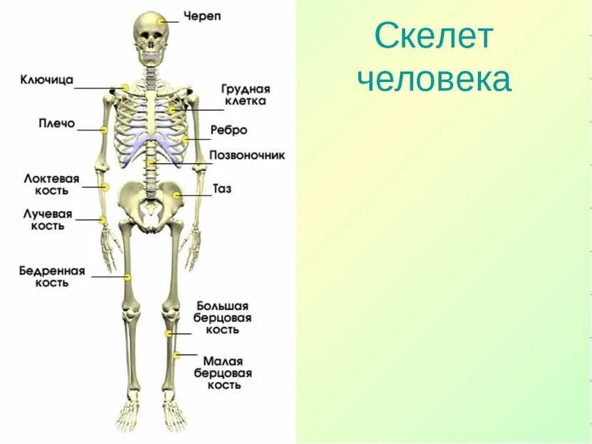 Кости позвоночника бедро и печень покажи. Укажите основные части скелета человека. Скелет человека с названием костей 4 класс. Название частей скелета 3 класс. Основные части скелета человека 4 класс.