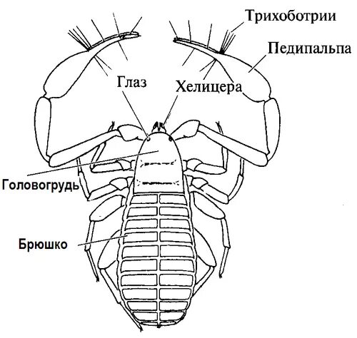 Строение ложноскорпиона. Ложноскорпионы строение. Сольпуга строение тела. Хелицеры и педипальпы строение.