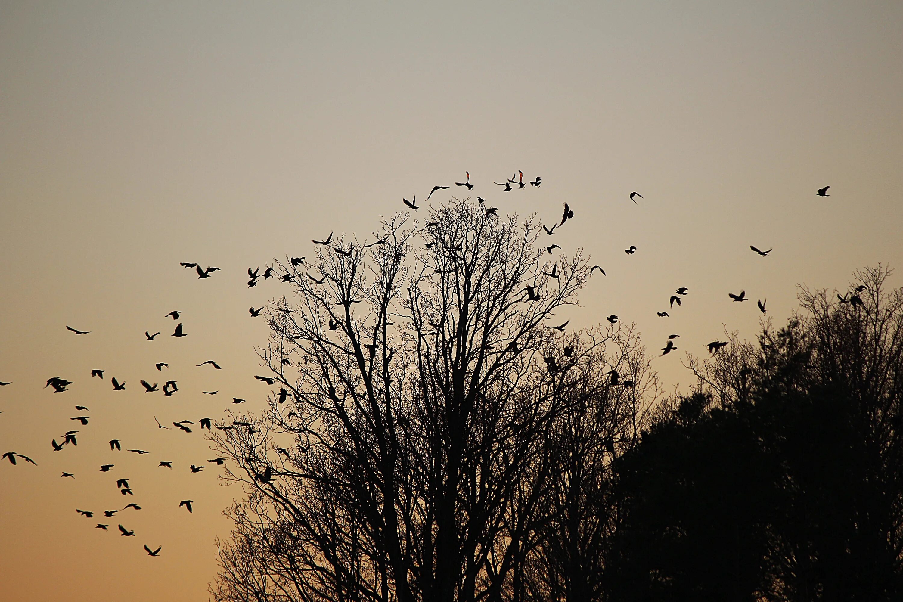 И полетели ветки. Стая птиц. Стая ворон. Вороны в небе. Птицы улетают.