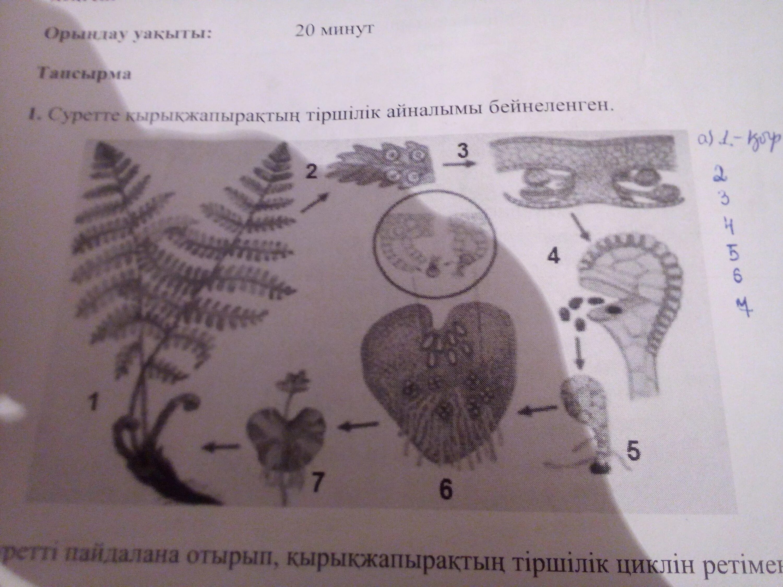 Жизненный цикл папоротника. Размножение папоротников. Запиши цифру которая обозначает гаметофит. На рисунке спорофит папоротника обозначен цифрой. Продолжительность жизни гаметофита