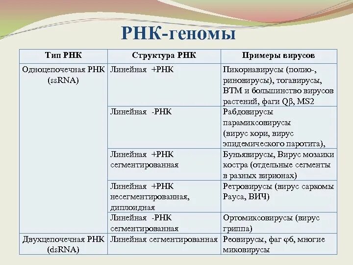 Геномные рнк. Виды РНК геномов вирусов. Одноцепочечная РНК вирусы. Вирусы с одноцепочечной РНК примеры. РНК однонитевые вирусы.