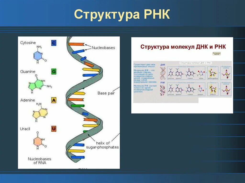 Структура рибонуклеиновых кислот (РНК).. Рибонуклеиновая кислота строение. Структура рибонуклеиновых кислот. Строение РНК биология 9 класс.