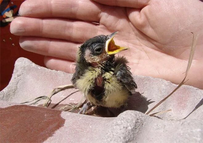 класс птенец. крапивник слеток. класс птенец. желторотый птенец. желторотый птенец.