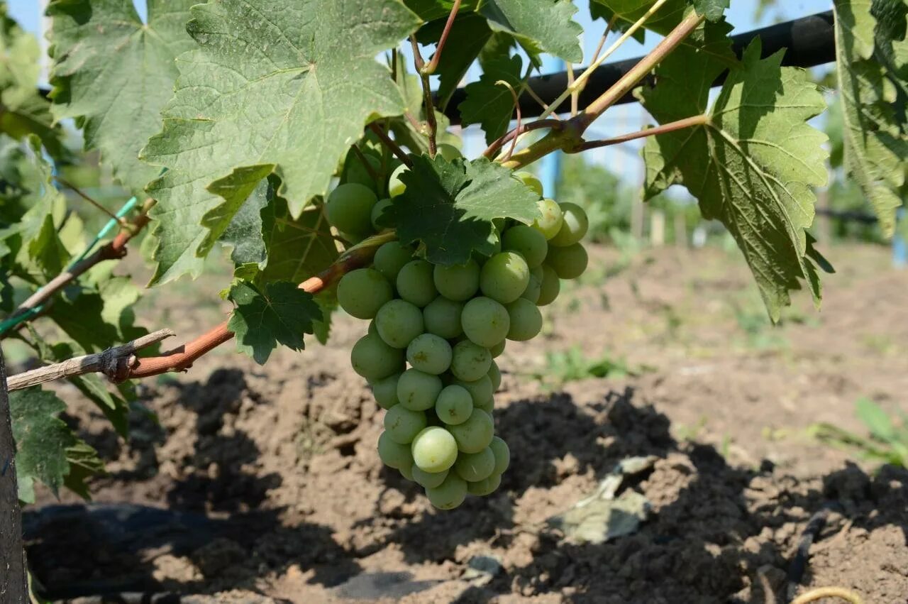 Виноград начал. Виноград в подмосковье. гронка винограда или гроздь. коломенская ягода. ооо коломенская ягода.