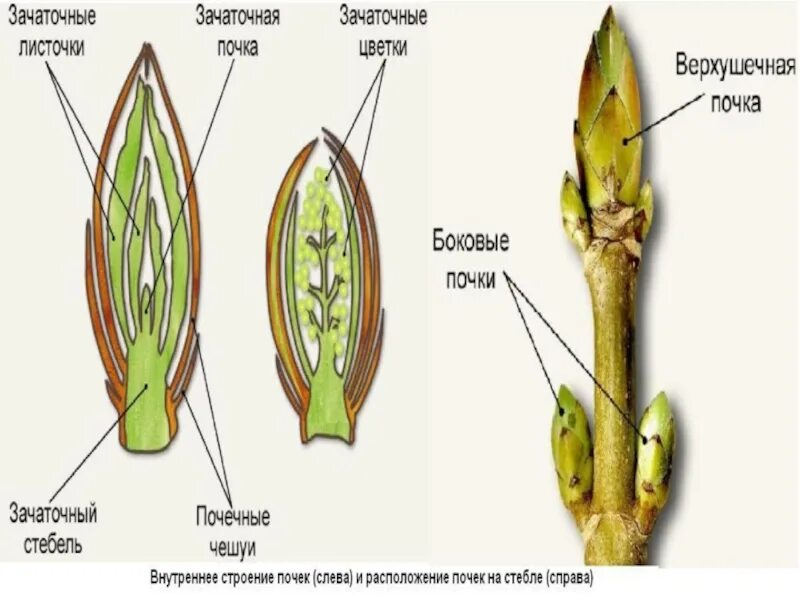 Почка тополя в разрезе. Строение побега тополя. Строение почки тополя в разрезе. Внутреннее строение почки тополя рисунок. Из какой почки появляется соцветие
