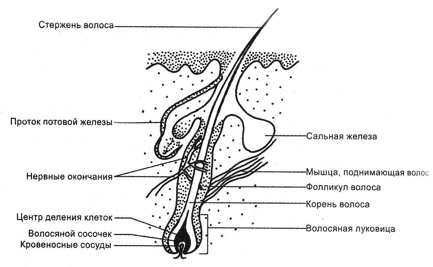 Какое происхождение волос. Схема строения стержня волоса. Строение волоса фолликул луковица. Строение волоса и волосяного фолликула. Схема строения корня волоса.