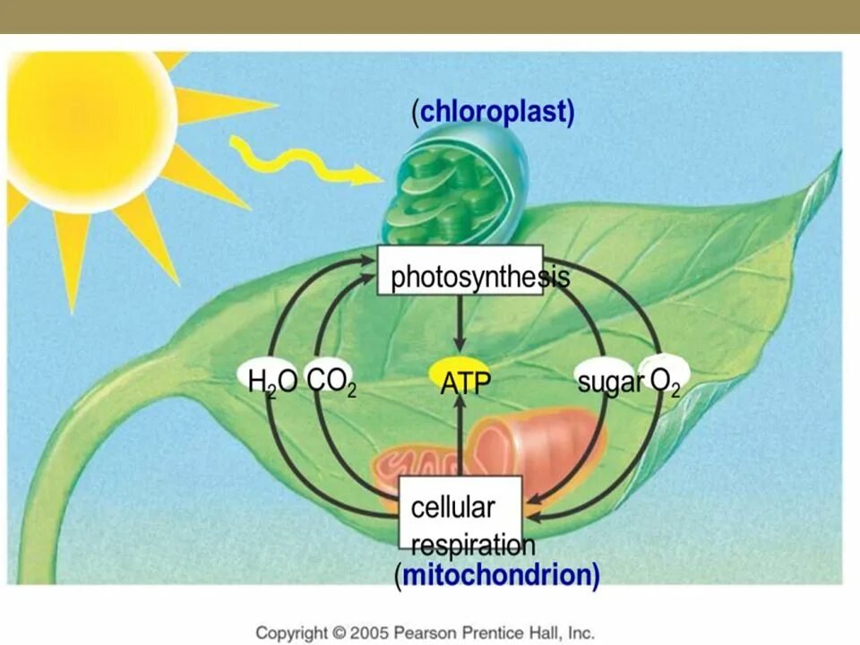 Для дыхания растений необходим кислород для фотосинтеза. Схема фотосинтеза и дыхания растений. Фотосинтез и дыхание растений. Схема процесса дыхания растения. Дыхание клетки растений.