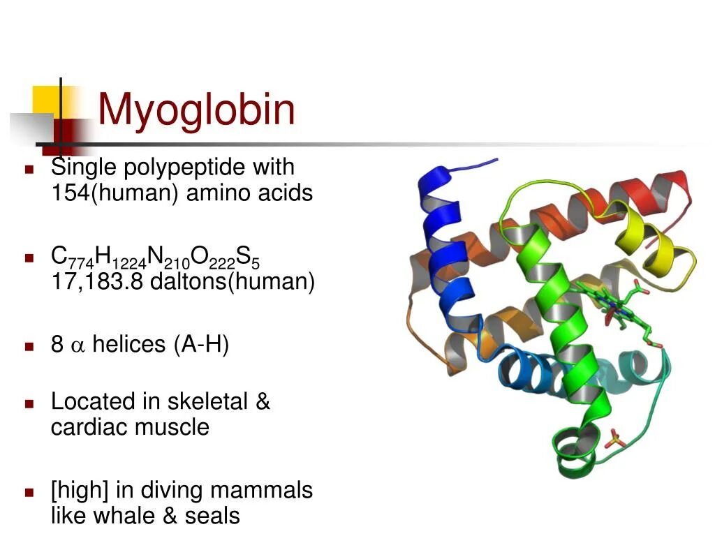 Полипептиды 8. Строение миоглобина формула. Третичная структура миоглобина. Myoglobin структура. Миоглобин и гемоглобин.