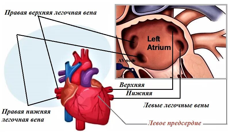 Левое предсердие какие вены. Левая легочная Вена предсердие.
