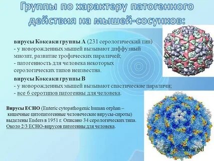 Вирус коксаки какие анализы сдать