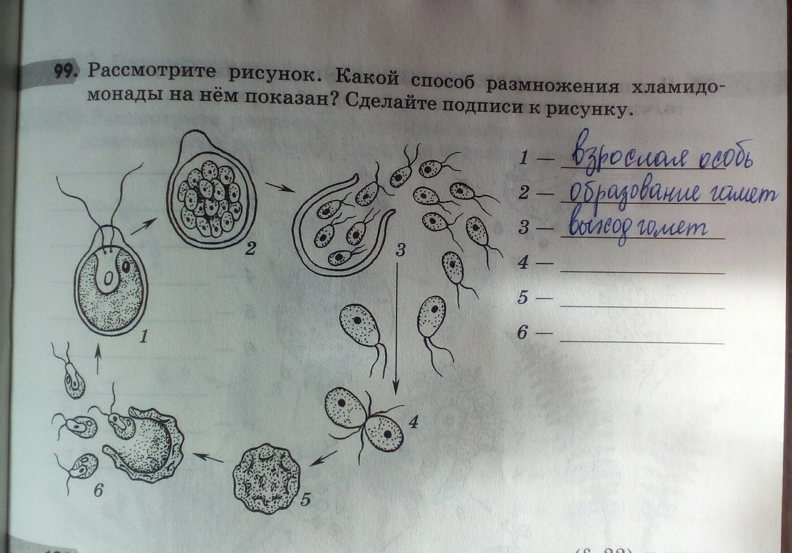 Какой способ изображен на рисунке. Рассмотрите рисунок. Рассмотрите способ размножения. Рассмотрите рисунок какой способ размножения. Рассмотрите рисунок биология.