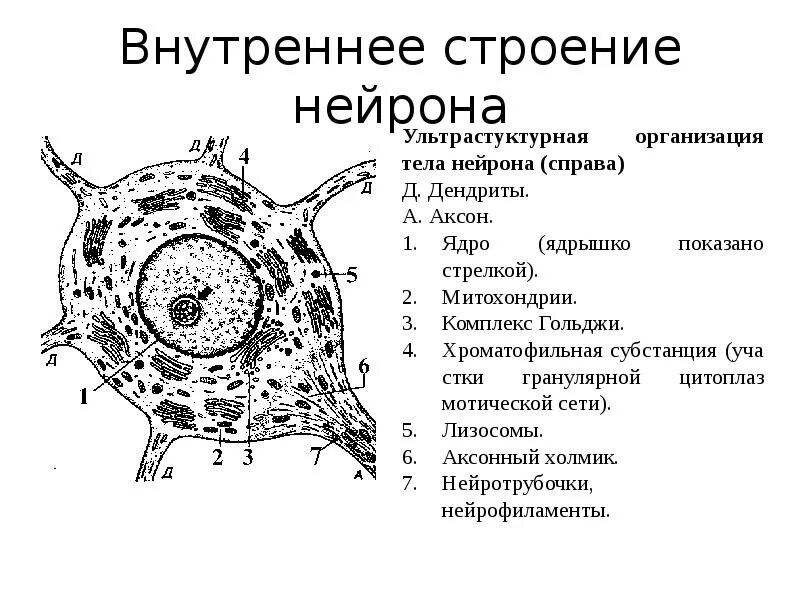 Клетка нейрон строение. Внутреннее строение нервной клетки. ультраструктура нейрона схема. внутреннее строение нейрона. строение нейрона(м.с. миловзорова, 1972).
