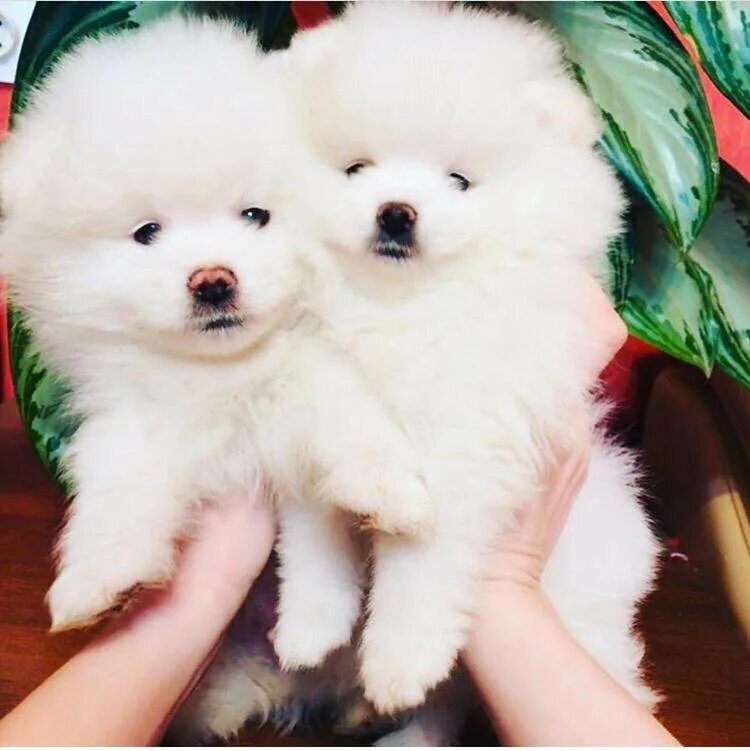 дворняжка чепрачного окраса. жиркевич сергей николаевич кинолог. шипер собака купить в липецке. липецкая собака. беспородная собака дворняжка.