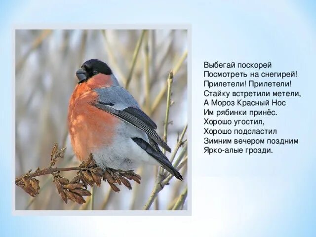 Прилетели снегири стихи. Стайка снегирей. Стих про снегиря. Снегири прилетели стихотворение. Снегири прилетели.