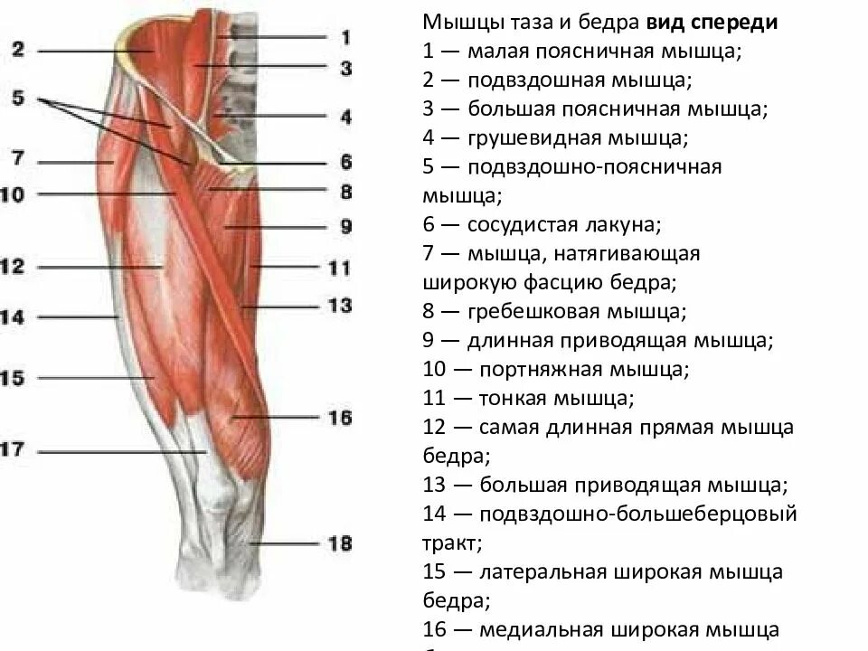 Мышцы бедра передняя группа. Мышцы нижней конечности вид сбоку. Мышцы бедра вид спереди поверхностные. Основные мышцы бедра вид спереди. Правая нога бедро мышцы