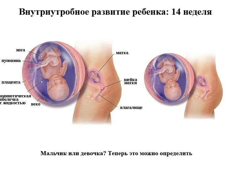 14 2 недели беременности. Как выглядит плод 14 нед. 14 Недель беременности фото плода. Расположение ребенка на 14 неделе беременности. Размер эмбриона на 14 неделе беременности.