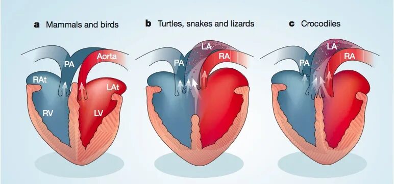 Сердце у крокодила состоит. Сердце крокодила строение. Сердце крокодила четырехкамерное. Сердце крокодилов. Сердце крокодила анатомия.