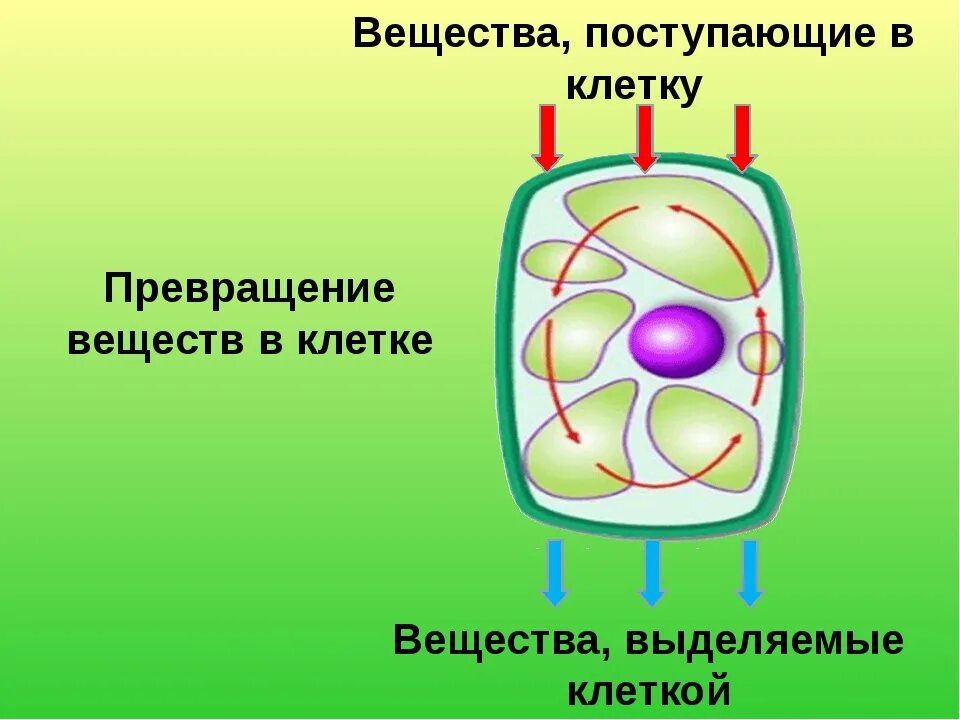 Живые клетки питаются. Питание клетки. Вещества клетки. Питательные вещества клетки.