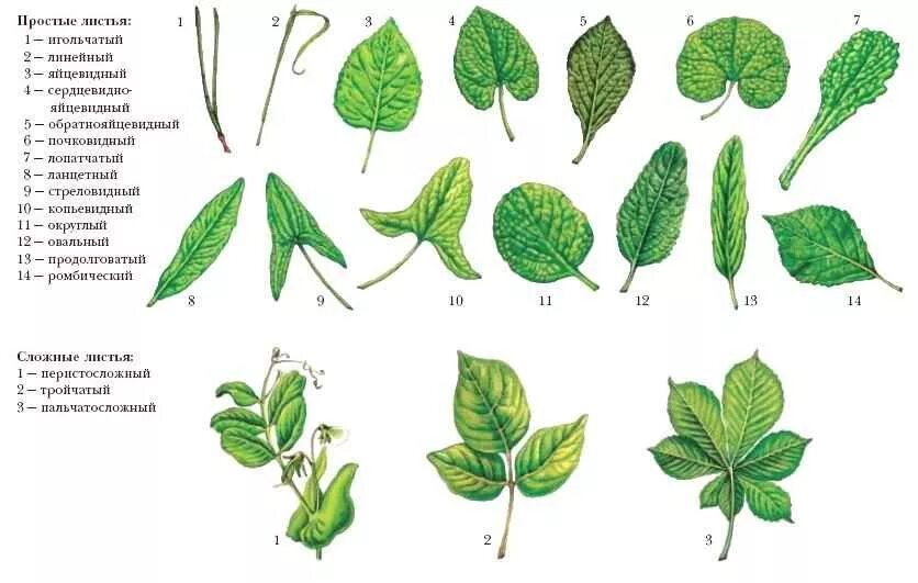 Название растения листья простые. Перисто лопастная форма листа. Чистотел жилкование листа. Форма листьев покрытосеменных. Формы сложных листьев.