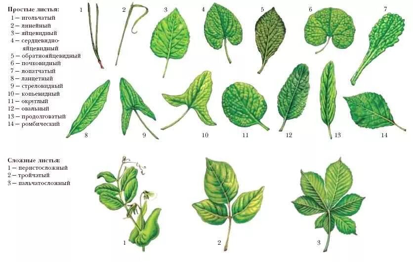 Насколько листья. Перисто лопастная форма листа. Чистотел жилкование листа. Форма листьев покрытосеменных. Формы сложных листьев.