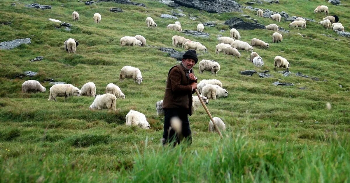 Пасу овечек. Чобан пастух. Пастух с овцами. Пастух пасет овец. Пастух Баранов.