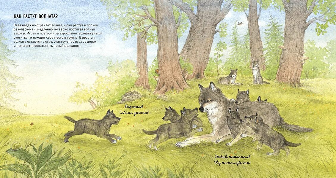 Книга киров волк 90. Детские книги про Волков. Книги про животных детские про волка. Иллюстрации волка в книгах для детей. Волк для детей.