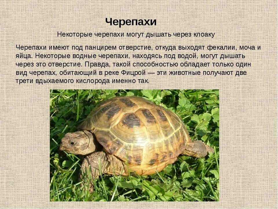Почему люди содержат дома черепах. Информация о черепахе. описание черепахи. рассказ о черепахе. сообщение о черепахе.