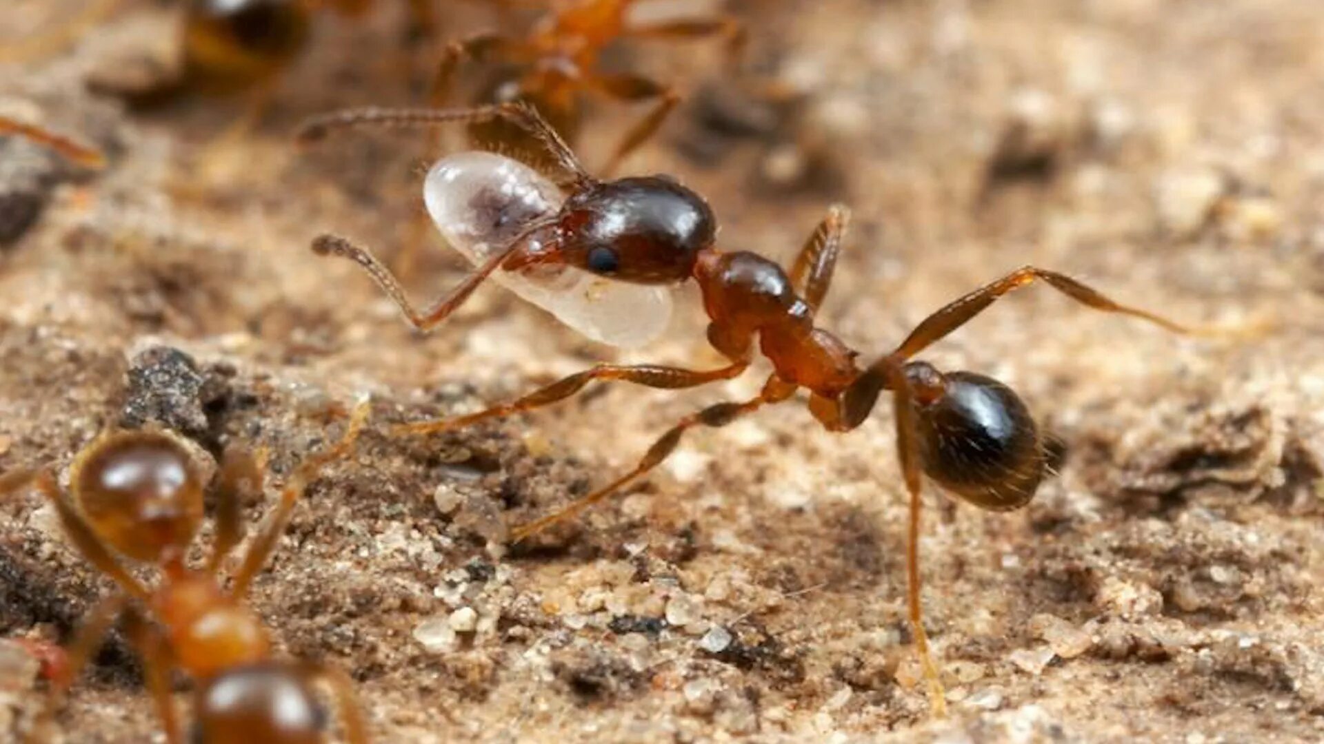 Муравьиный вид. Муравьи Pheidole. Сахарский серебряный муравей. Муравьи фуражиры.