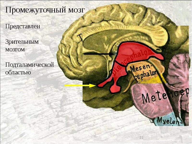 Промежуточный мозг представлен. Промежуточный мозг на латинском. Промежуточный мозг латынь. Промежуточный мозг по латински.