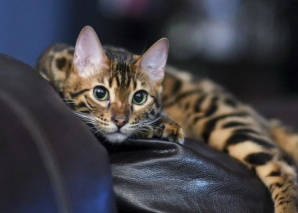 Сколько живут бенгальские коты