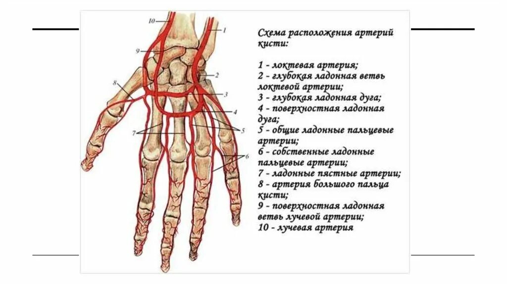 Артерии плеча и предплечья схема. Артерии верхней конечности кисти. Ладонные артериальные дуги анатомия схема. Глубокая ладонная ветвь локтевой артерии.