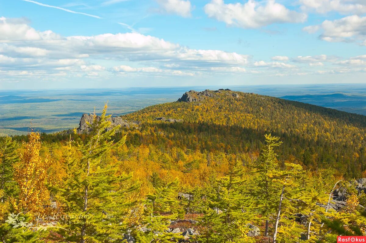 Серебрянский лес украина. Конжак гора в свердловской области. Сосновые леса луганской области. Кременские сосны. Тайга бурелом.