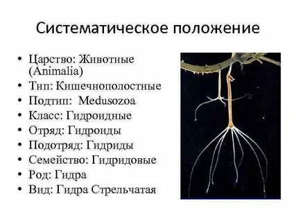 Систематические группы животных кишечнополостные органы пищеварения