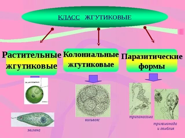 Выберите паразитических простейших ответ. Колониальные жгутиковые простейшие. Класс жгутиковые представители. Паразитические формы жгутиковых. Колониальные одноклеточные.