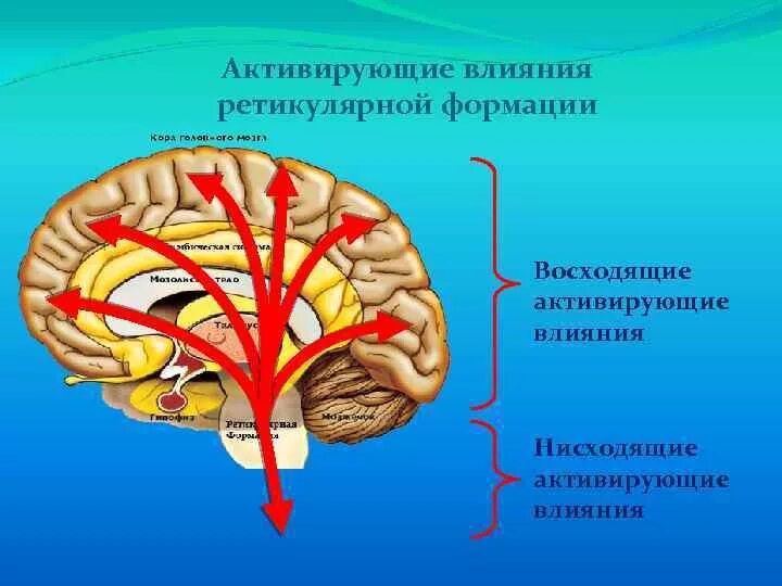 Ретикулярная формация головного мозга. Ретикулярная формация мозгового ствола. Отделы головного мозга ретикулярная формация. Ретикулярная формация головного мозга восходящая.