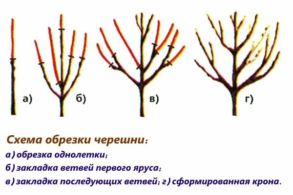 Как обрезать молодую черешню. Обрезка черешни весной схема. Обрезка вишни черешни весной схема. Схема обрезки черешни летом. Обрезка саженцев черешни весной.