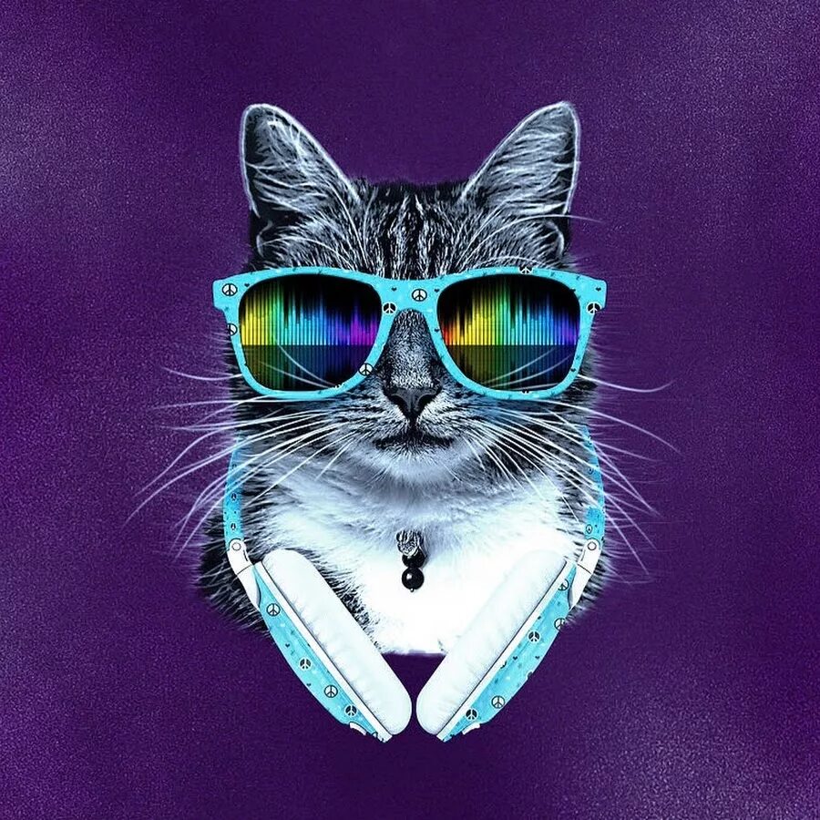 Крутые котики девочки